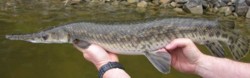 Tennessee Wildlife Resources Agency Spotted Gar Photo