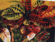 a painting of croton plant