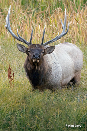 Bull Elk, Madison River