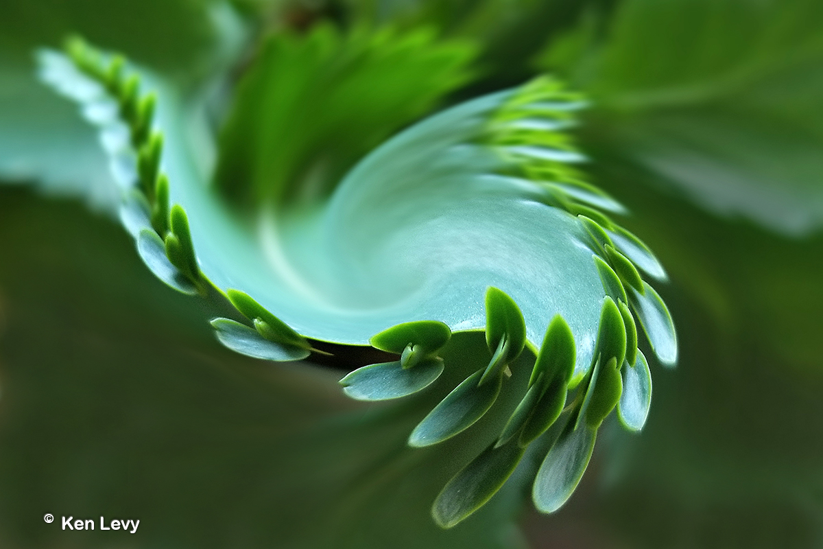 Maternity plant twirl Photograph