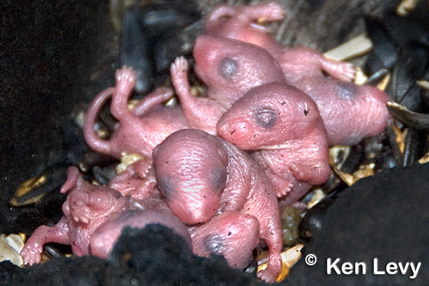 Newborn mice Photograph