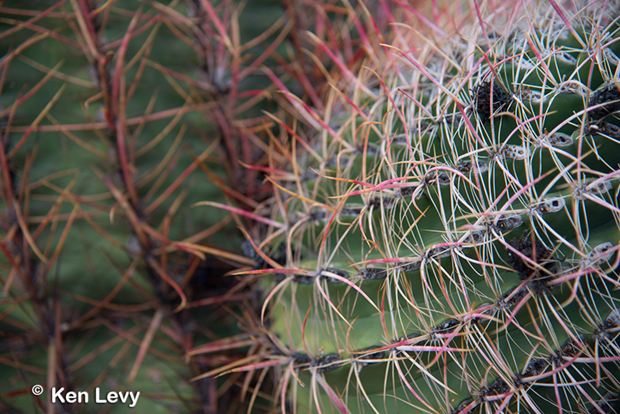 Sonoran Desert Barrel Cactus Photograph