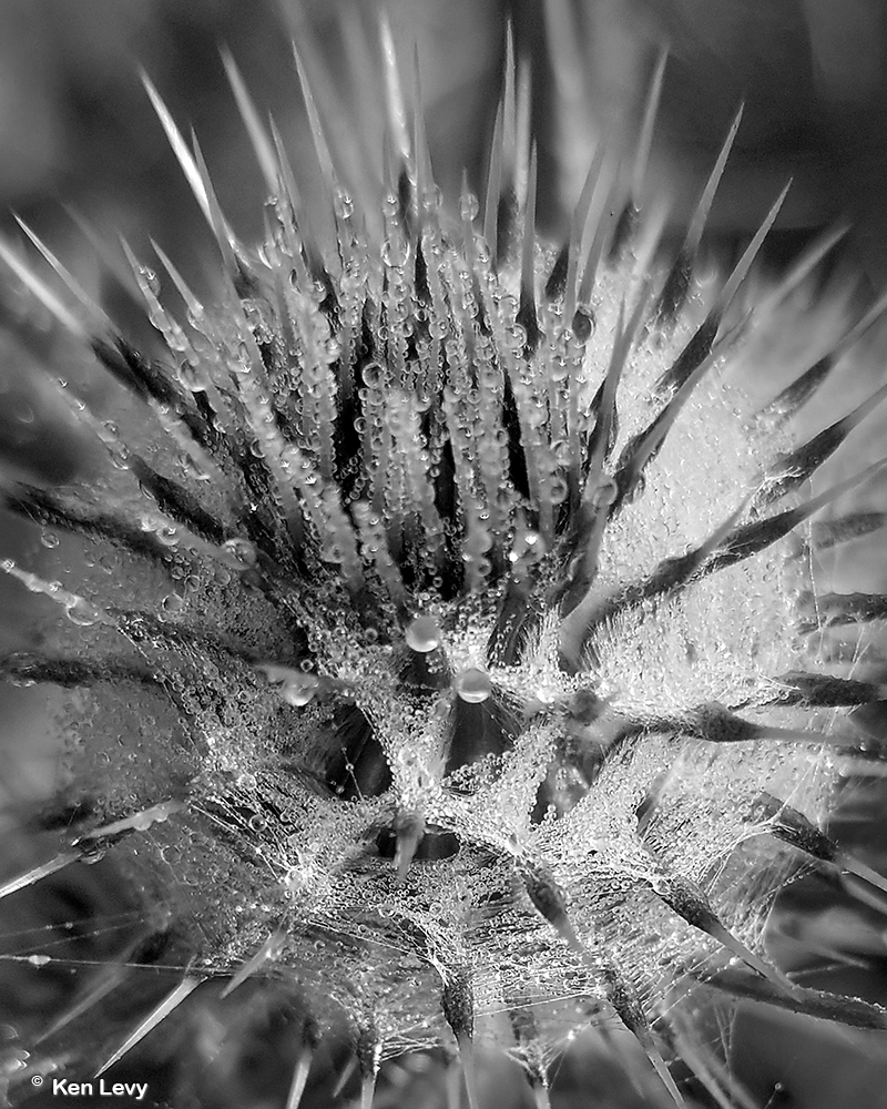 Frosted thistle photo