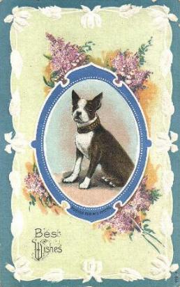 Vintage Greeting Postcard of Boston Terrier.