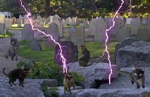 lightning and cats in graveyard