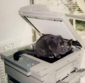 cat on copier