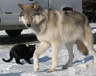 cat with wolf