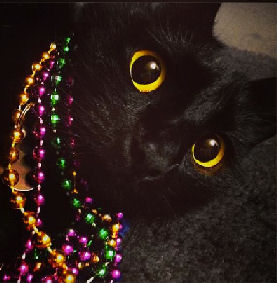 cat with mardi gras beads