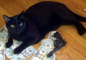 cat with gun and money