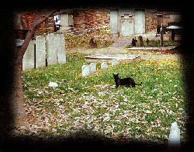 cat in graveyard