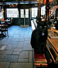 cat at pub