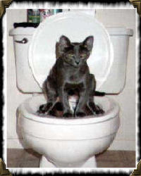 Salem on toilet