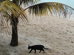 cat on beach