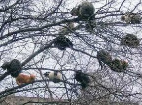 cats in tree