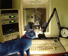 cat at radio station