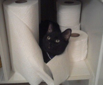 cat with toilet paper