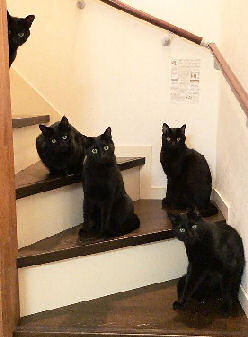 black cats on staircase