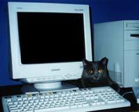 cat by computer