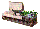 cat in casket