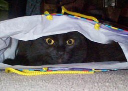 cat in a bag