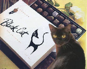 cat with Black Cat chocolates