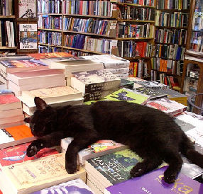 black cat lying on table of books