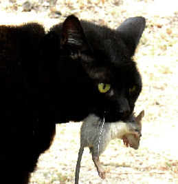 black cat carrying dead mouse