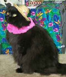 cat wearing straw hat and lei