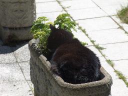 cat laying down inside planter