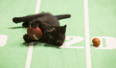 cat holding football