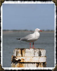 seagull on pylon