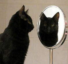 cat looking into mirror