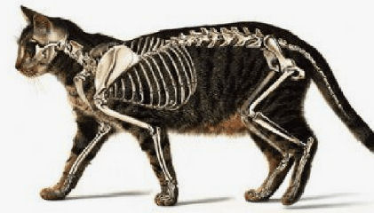 digital image of cat anatomy