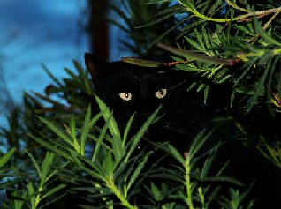 cat in a pine tree