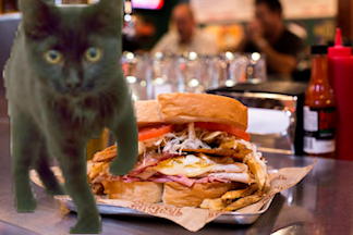 cat with large sandwich