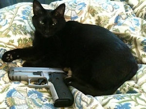 cat with gun and money