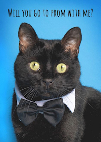 cat in tuxedo