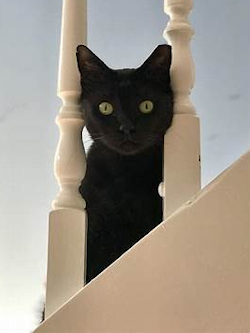 cat on staircase