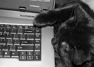 cat at computer keyboard