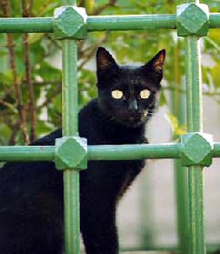 cat behind bars