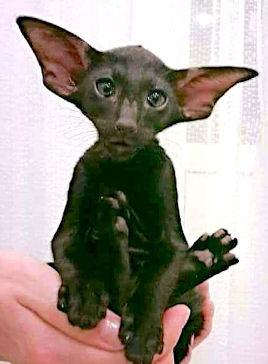 Oriental shorthair cat