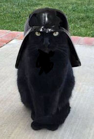 cat in Darth Vader helmet