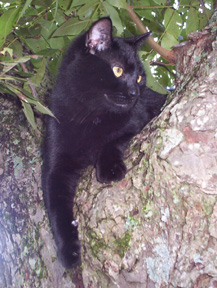 cat on tree trunk