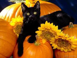 cat by pumpkins