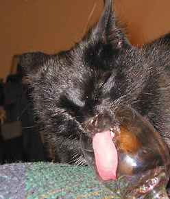 cat with tongue in glass