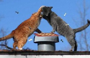 two cats fighting near chimney cap