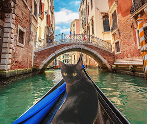 cat in gondola