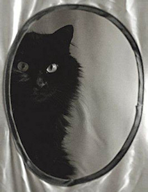 cat's reflection in mirror