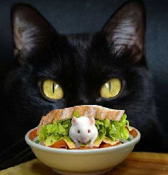 cat with mouse in sandwich