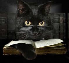 cat reading book